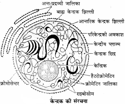 कोशिका : जीवन की इकाई का प्रश्न अभ्यास कक्षा 11 जीवविज्ञान